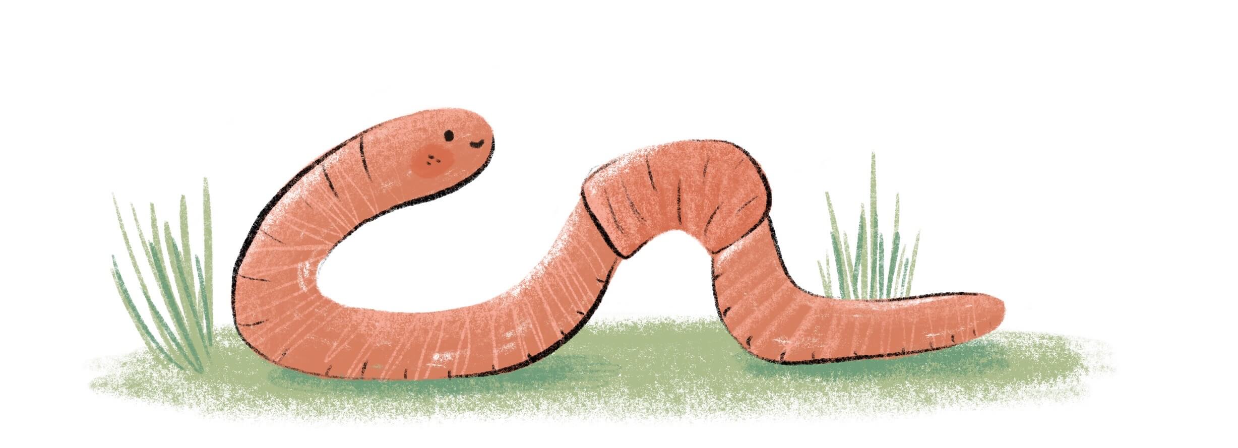 Worm